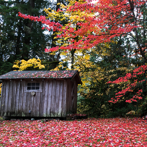 One of the many guest cabins