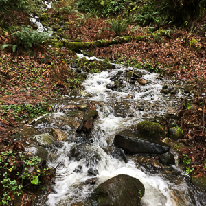 A creek on the property